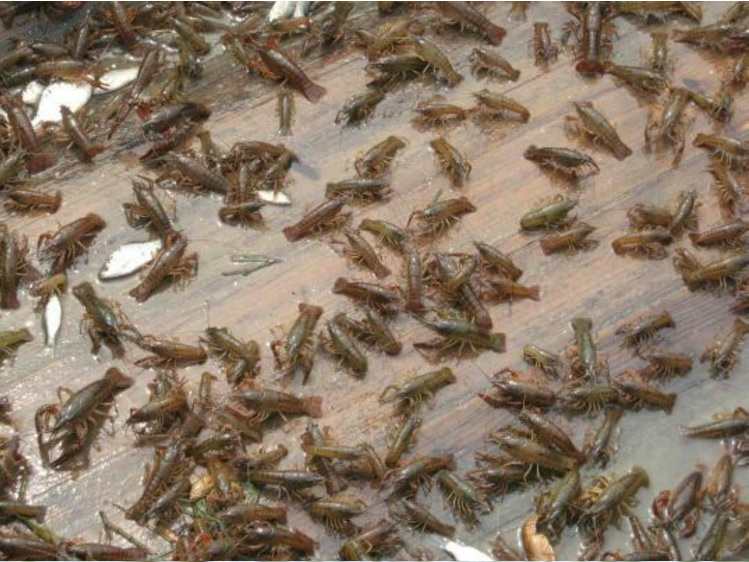 虾繁殖过程图片